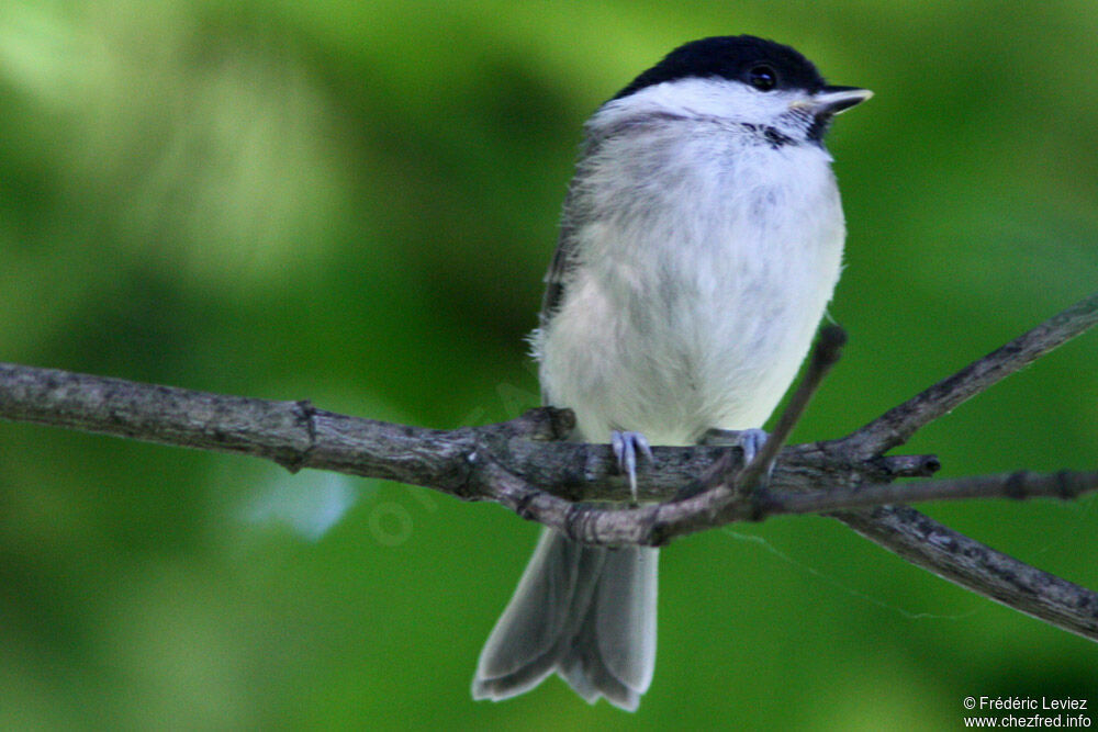 Mésange nonnetteadulte, identification