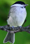 Marsh Tit