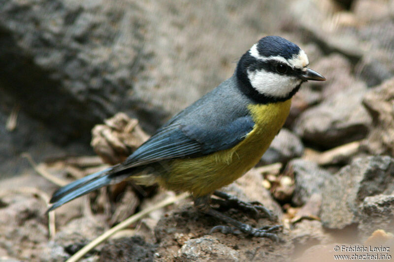 Mésange nord-africaineadulte, identification