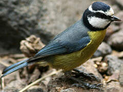 African Blue Tit