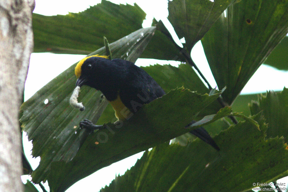 Mésange sultaneadulte, identification