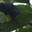 Mésange sultane