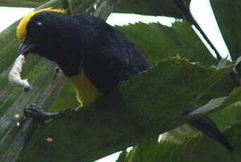 Mésange sultane