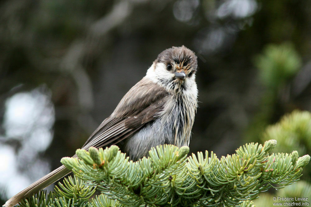 Mésangeai du Canada, identification