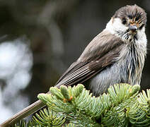 Canada Jay