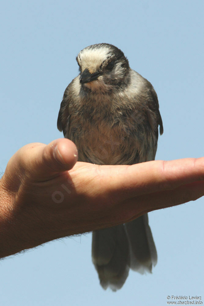 Mésangeai du Canadaadulte, identification