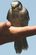 Canada Jay