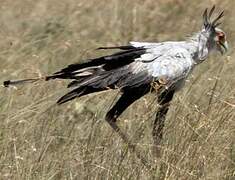 Secretarybird