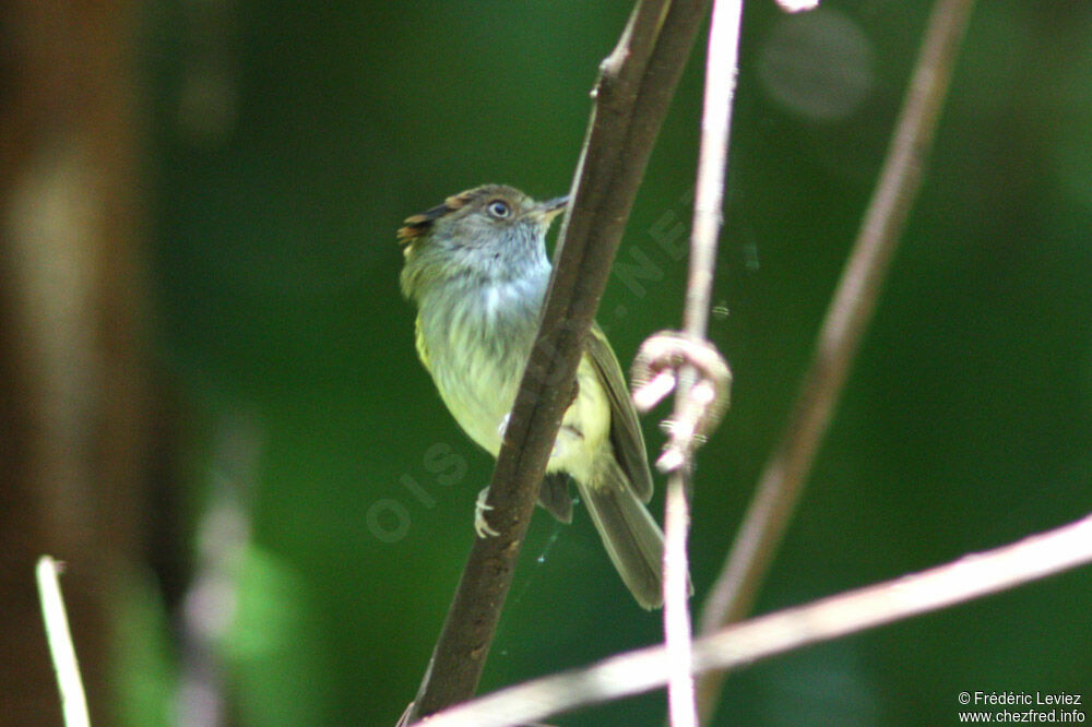 Scale-crested Pygmy Tyrantadult, identification