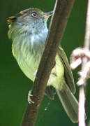 Scale-crested Pygmy Tyrant