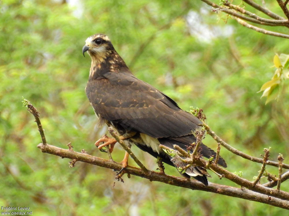 Snail Kite female subadult, identification