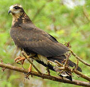 Snail Kite