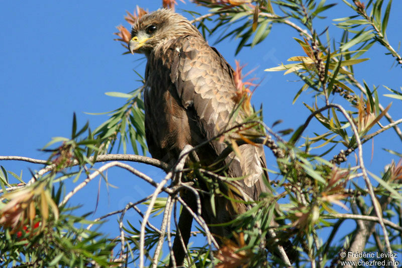 Black Kiteadult