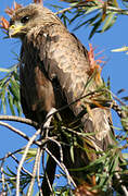 Black Kite