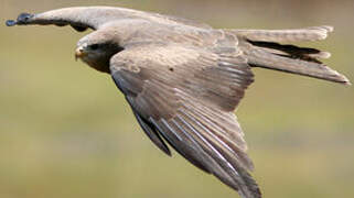 Black Kite