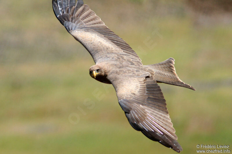 Black Kiteadult