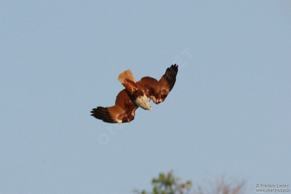 Brahminy Kiteadult, Flight