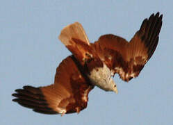 Brahminy Kite