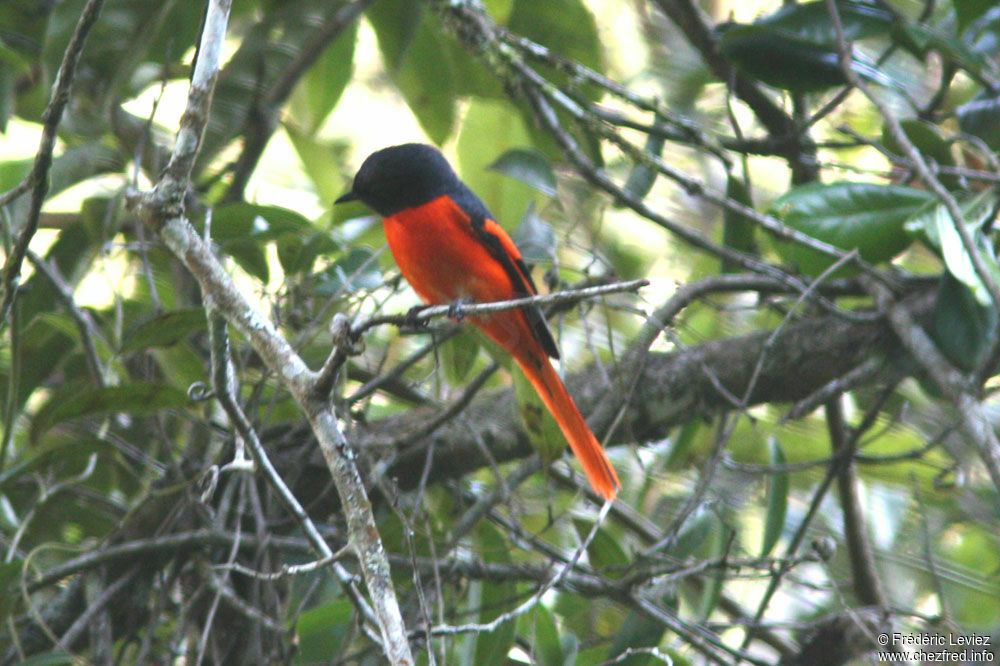 Minivet mandarin mâle adulte, identification