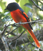 Grey-chinned Minivet