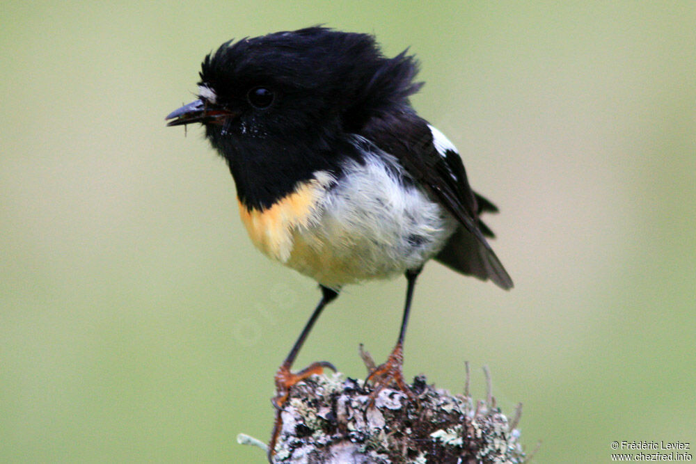 Tomtit male adult, identification