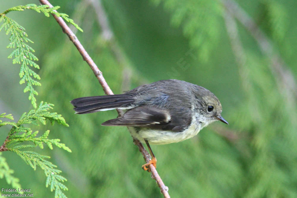 Tomtit female adult breeding, identification