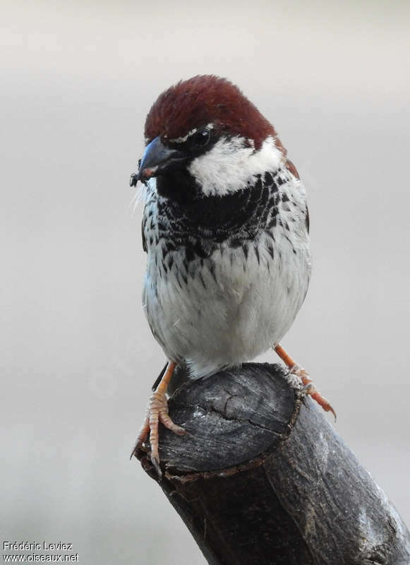 Italian Sparrow male adult breeding, identification, feeding habits