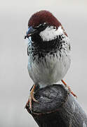 Italian Sparrow