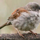 Moineau de Swainson