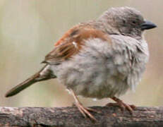 Swainson's Sparrow