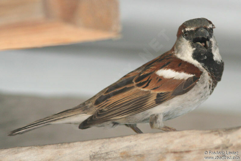 Moineau domestique mâle adulte