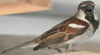 House Sparrow