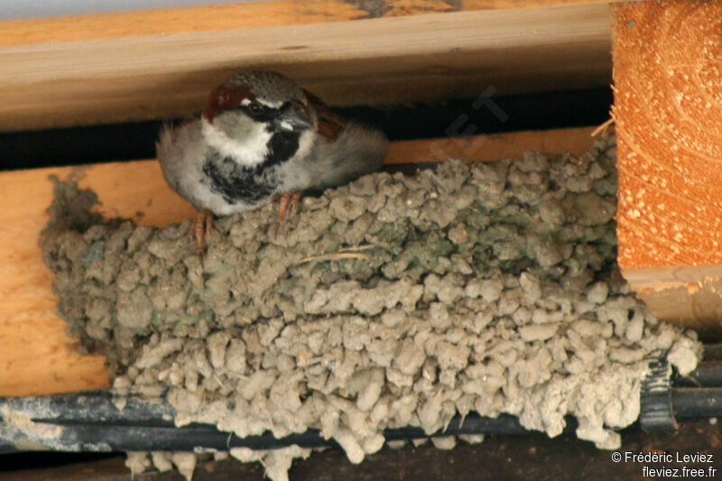 House Sparrow male adult