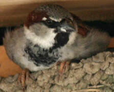 House Sparrow