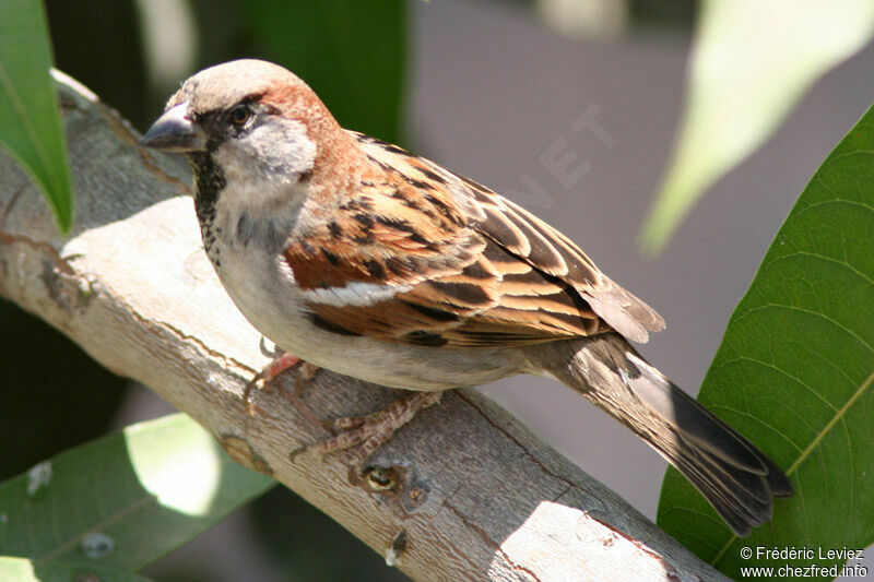 House Sparrow male