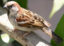 House Sparrow