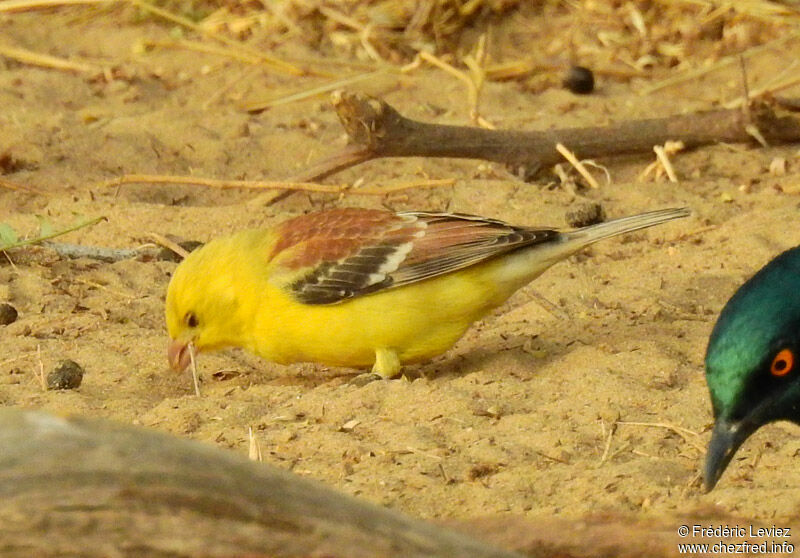 Moineau doré mâle adulte transition, identification, portrait, marche