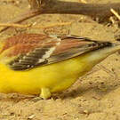 Moineau doré