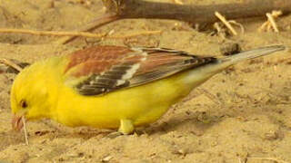 Sudan Golden Sparrow