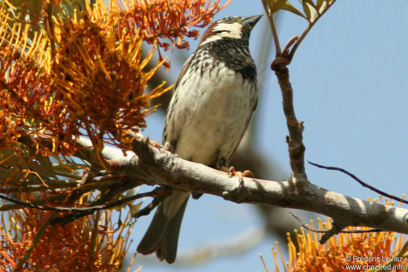 Moineau espagnol mâle adulte