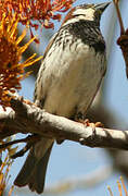 Spanish Sparrow