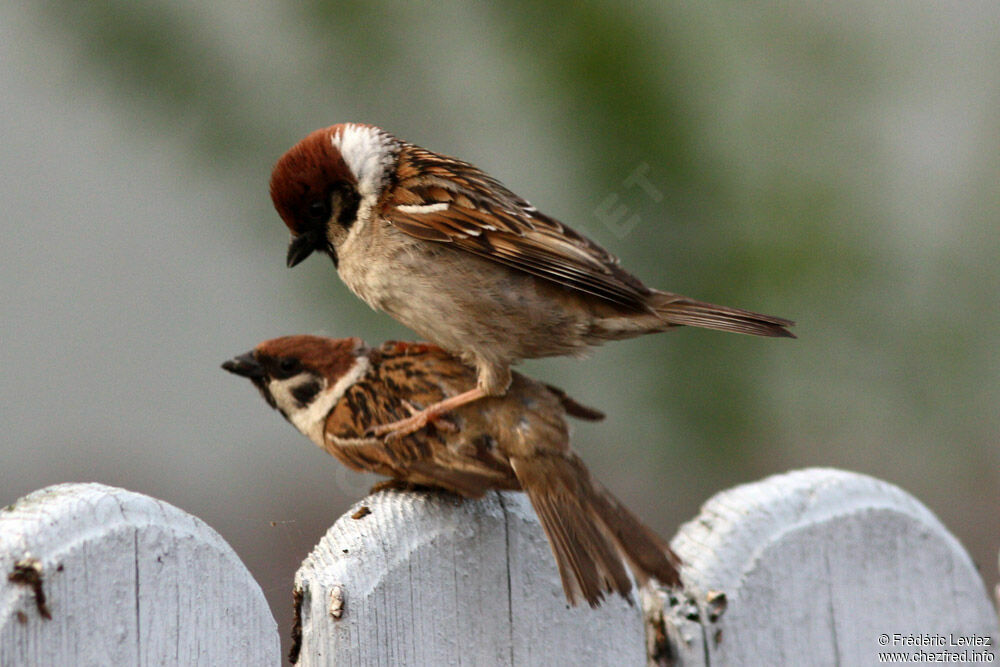 Moineau friquet adulte, identification