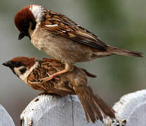 Eurasian Tree Sparrow