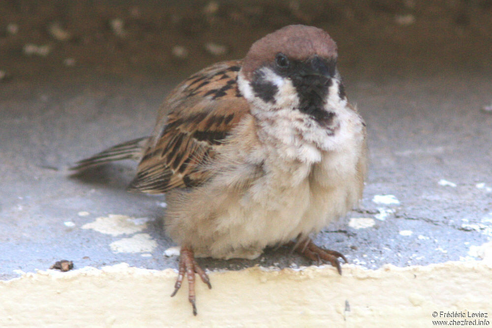 Moineau friquet, identification