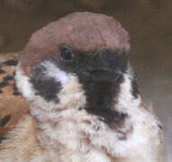 Eurasian Tree Sparrow