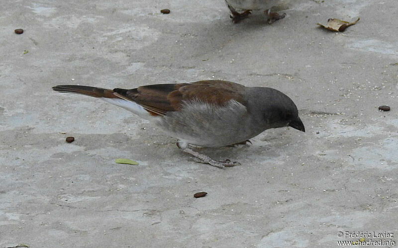 Moineau grisadulte, identification, portrait