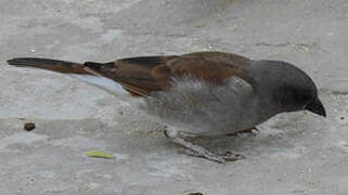 Northern Grey-headed Sparrow