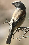 Cape Sparrow