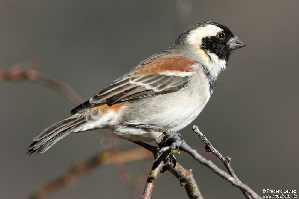 Cape Sparrow male adult, identification