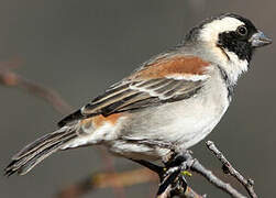 Cape Sparrow